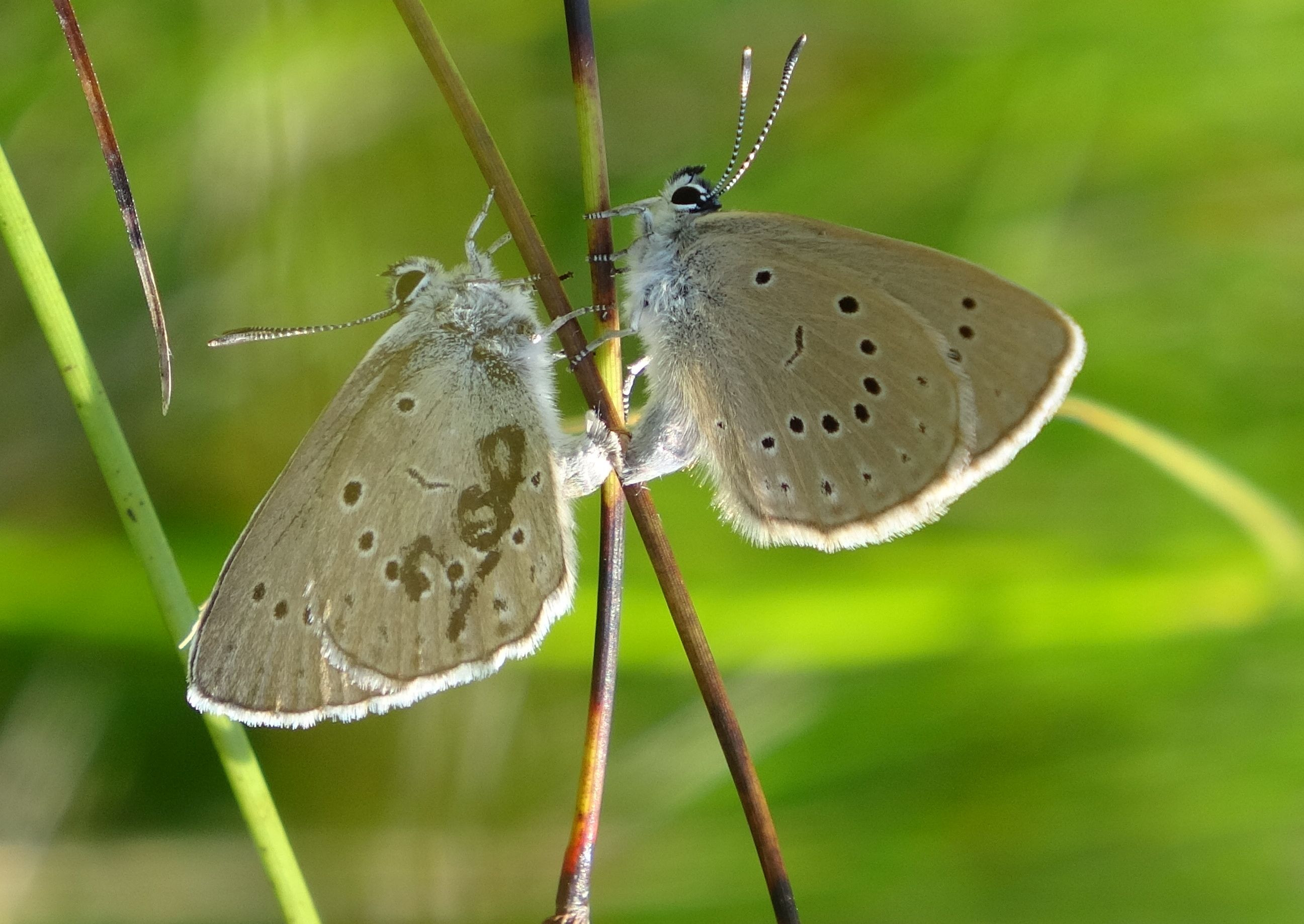 Jel&ouml;lt v&eacute;rfű hangyabogl&aacute;rka (Maculinea teleius)